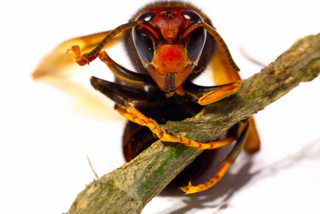 avispa asiática sobre rama