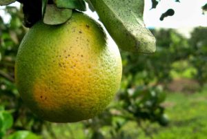 agricultural pests that damage fruit trees, such as citrus greening