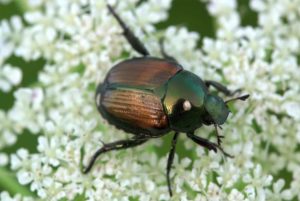 The Japanese beetle is one of the agricultural pests that we treat