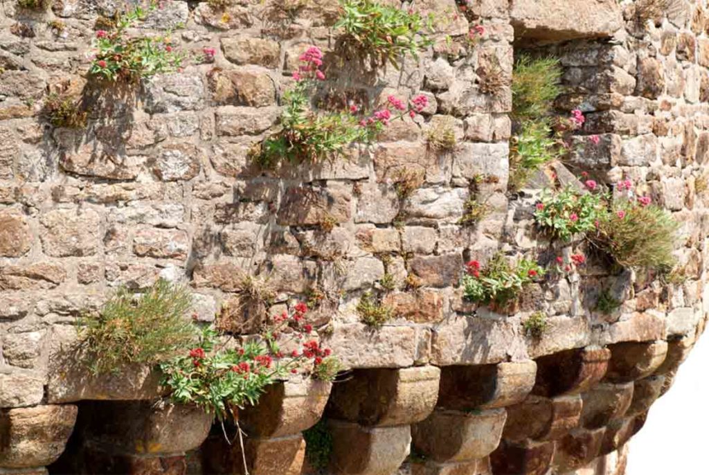 eliminación de malas hierbas con dron en fachadas