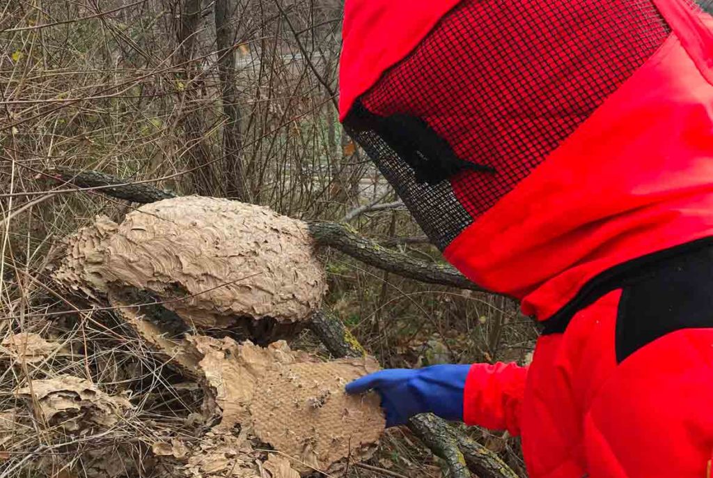 piloto de FitoStinger revisando nido de avispa asiática (velutina)