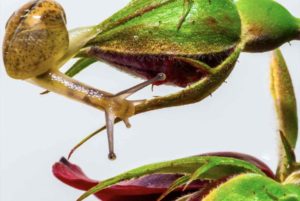 Snails and slugs, other great acquaintances in the world of agricultural pests