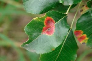 fungi are one of the most frequent agricultural pests