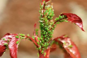 One of the most frequent agricultural pests is the aphid