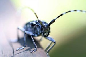 The horned beetle is one of the agricultural pests that we treat