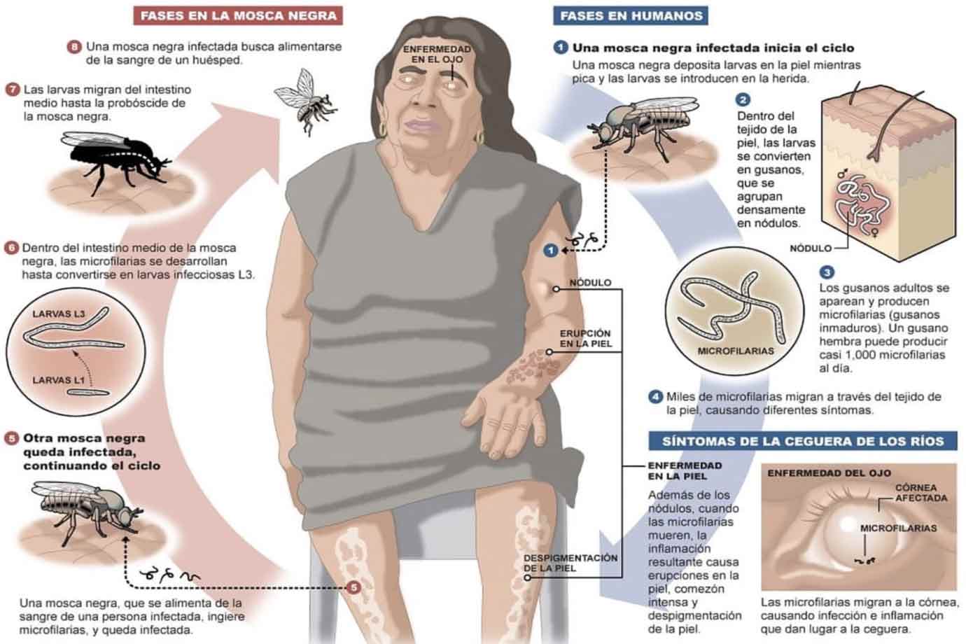 La La Mosca negra Control de plagas con tecnología drone FitoStinger La La Mosca negra Control de plagas con tecnología drone FitoStinger