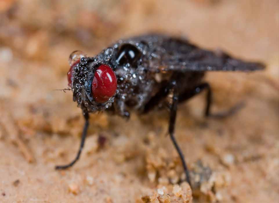 Imagen de mosca negra