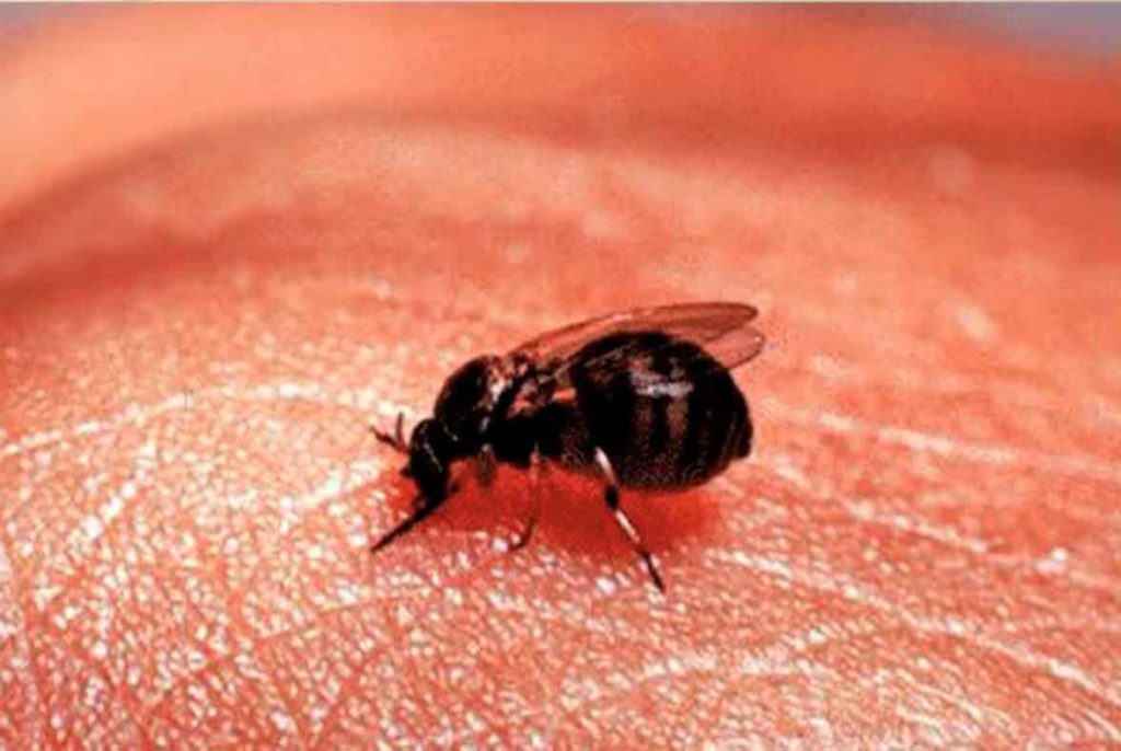 La La Mosca negra - Control de plagas con tecnología drone - FitoStinger