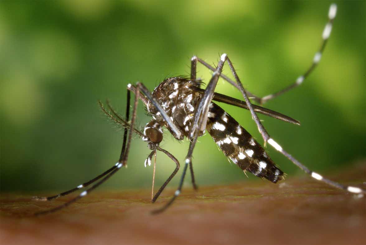 mosquito tigre a piques de morder