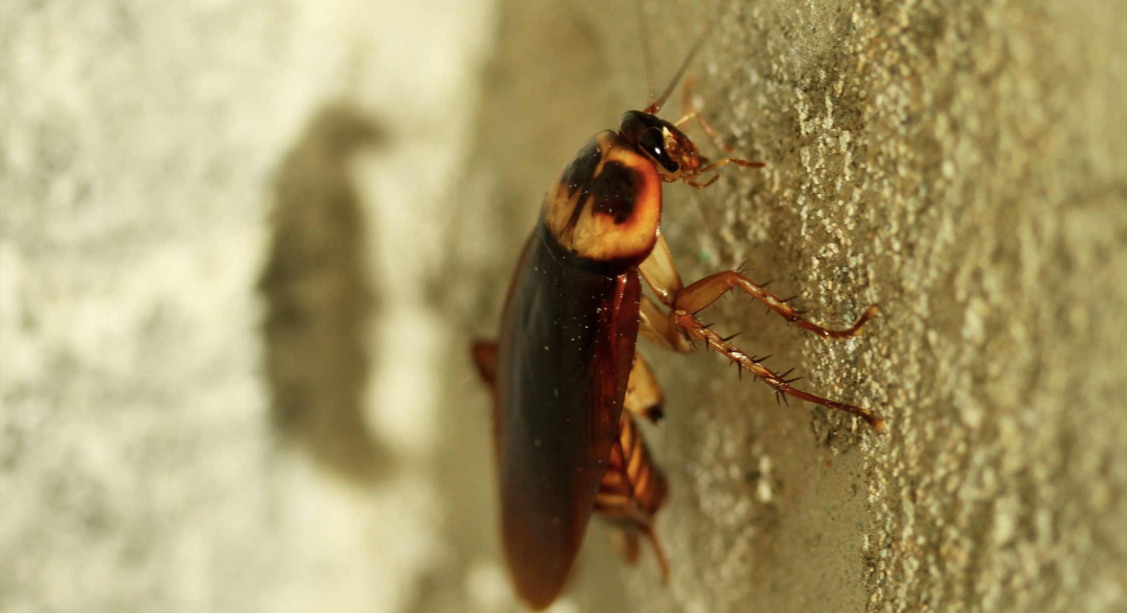 cucaracha en la pared