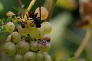 Asian wasp (velutina) devouring grapes. Another of the agricultural pests to treat from FitoStinger