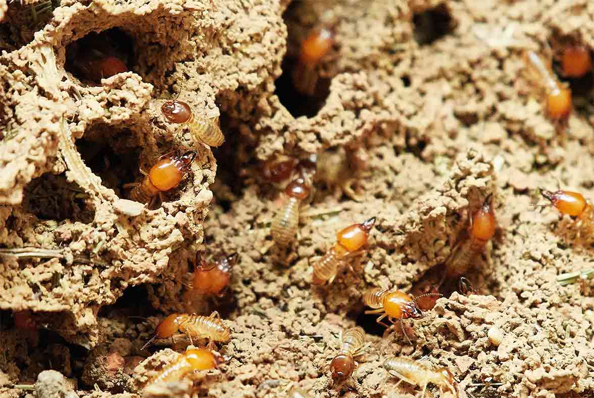 Desinsectación de nido de termitas